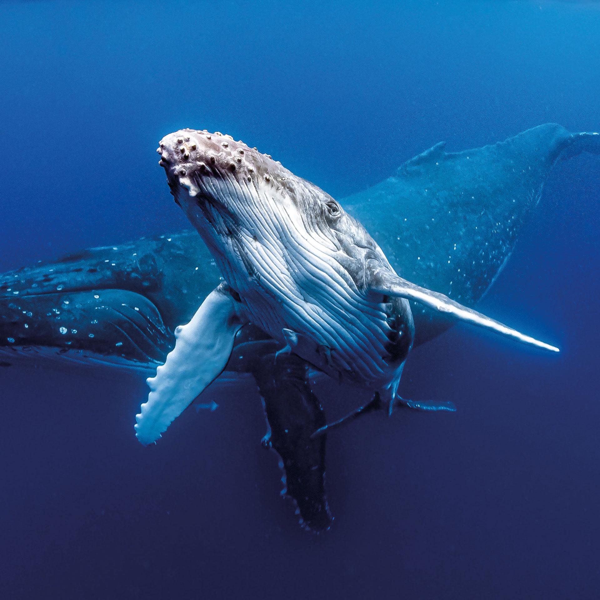 A humpback whale swimming underwater in the ocean. 