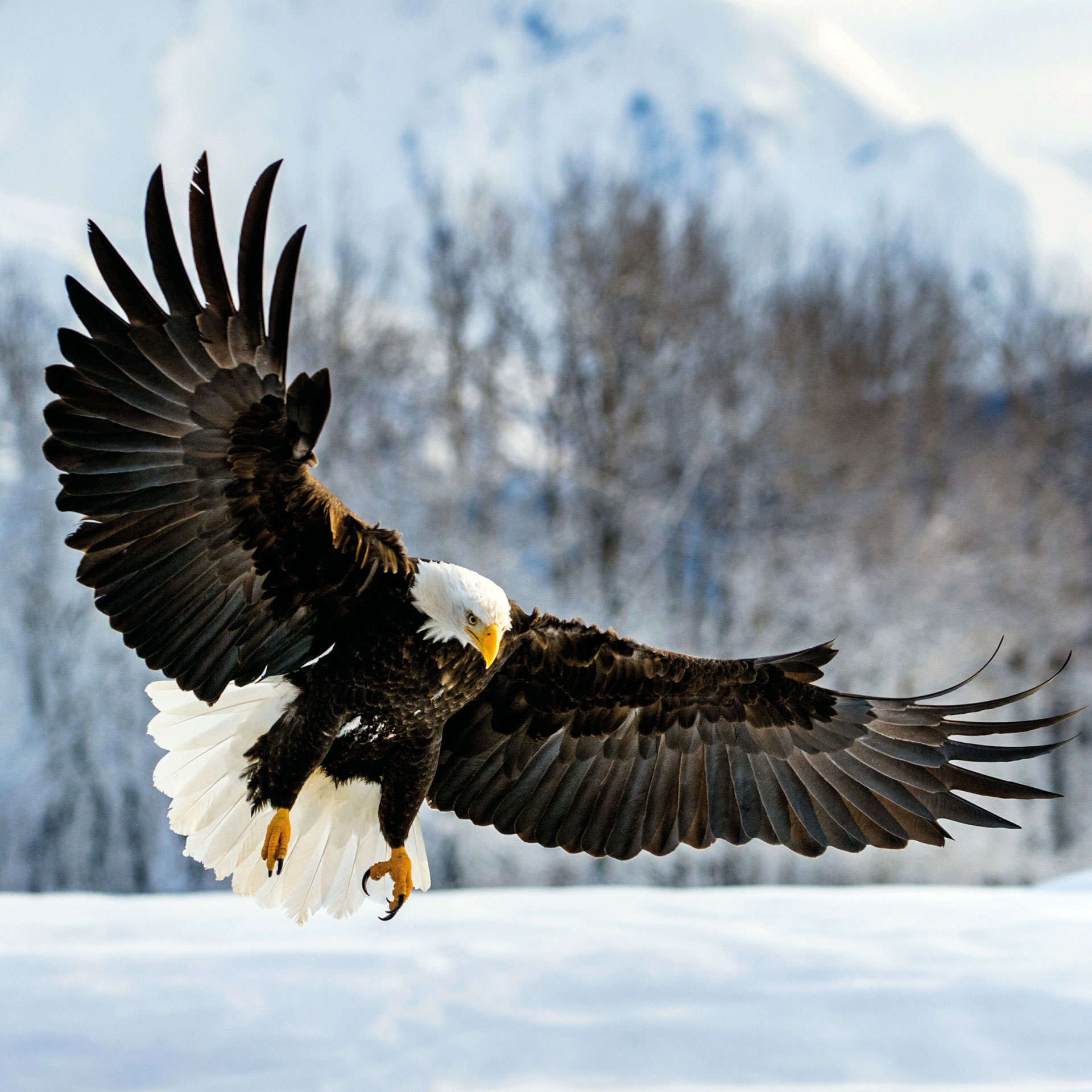 A bald eagle swooping down to the ground to grab prey.